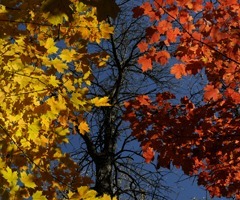 L'automne. Québec 2013